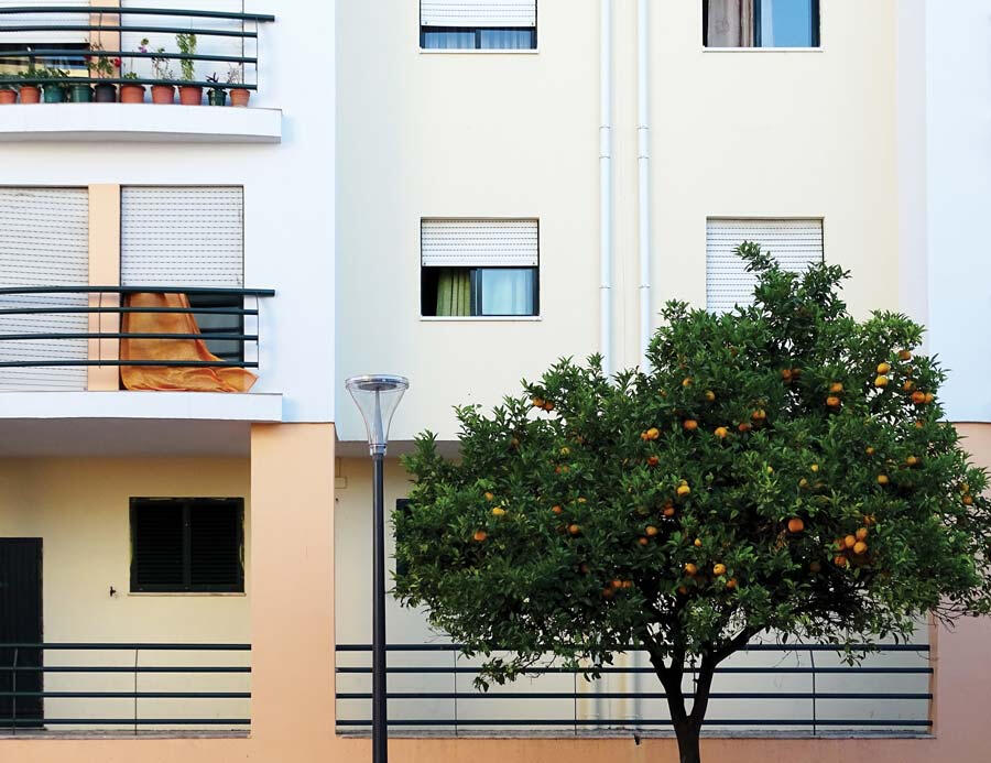'Muita Fruta' is an urban orchard project in Lisbon, Portugal. Image by Carra Santos.